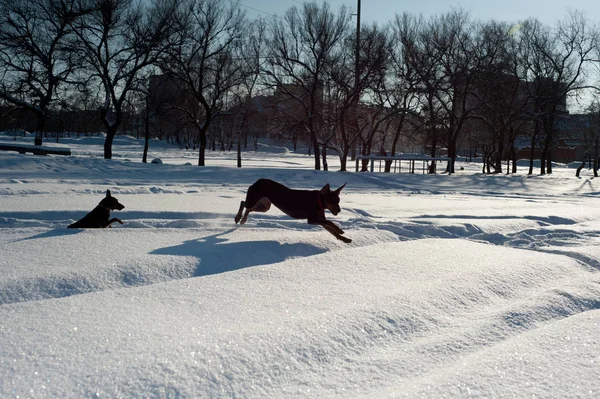 2つの面白い黒いピンチは雪の中で遊ぶ — ストック写真