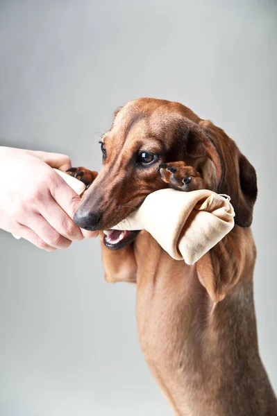 Genç kızıl saçlı dachshund beyaz bir arka plan üzerinde stüdyoda bir kemik ile çalış