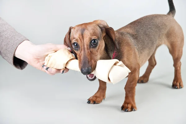 Genç kızıl saçlı dachshund beyaz bir arka plan üzerinde stüdyoda bir kemik ile çalış
