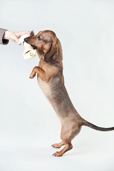 Genç dachshund beyaz arka planda oyuncağa yalvarıyor. 