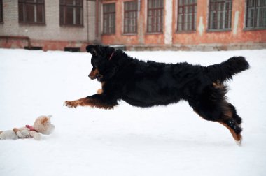 Genç Bernese Dağ Köpeği karda bir oyuncakla oynuyor.