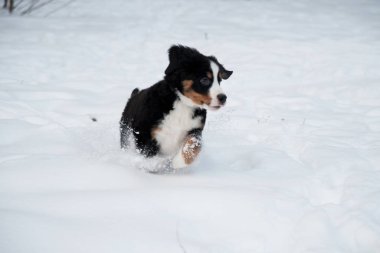 Tatlı Bernese Dağ Köpeği karda koşuyor.