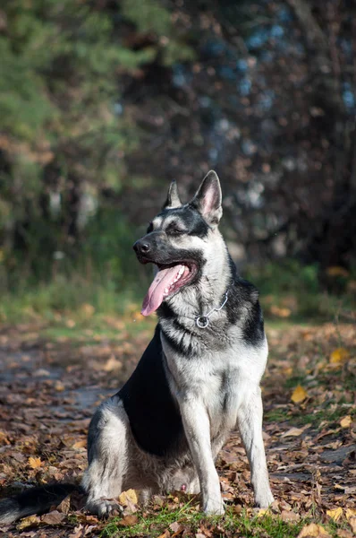 young east european shepherd in the autumn forest