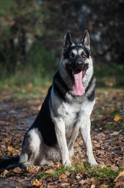 Jonge Oost-Europese herder in het herfstbos — Stockfoto