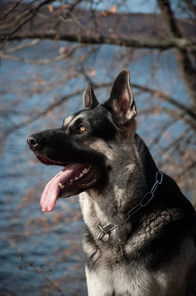 Jonge Oost-Europese herder in het herfstbos — Stockfoto