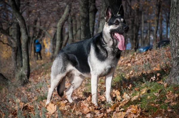 Jonge Oost-Europese herder in het herfstbos — Stockfoto