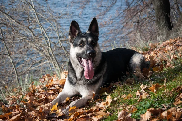 Jonge Oost-Europese herder in het herfstbos — Stockfoto