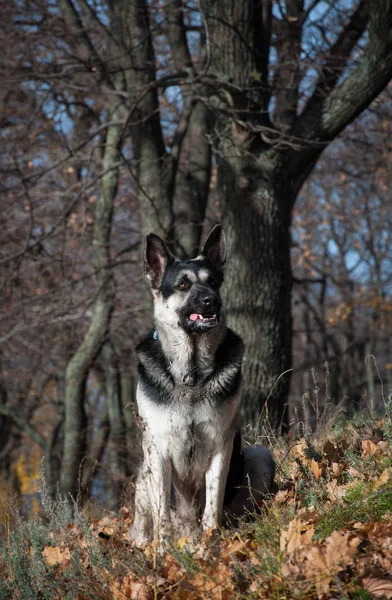 Jonge Oost-Europese herder in het herfstbos — Stockfoto