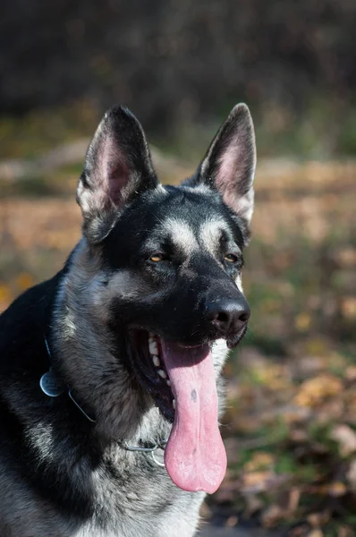 Jonge Oost-Europese herder in het herfstbos — Stockfoto