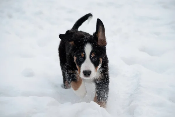 Leuke Berner Mountain Dog puppy loopt in de sneeuw — Stockfoto