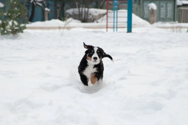 Leuke Berner Mountain Dog puppy loopt in de sneeuw — Stockfoto