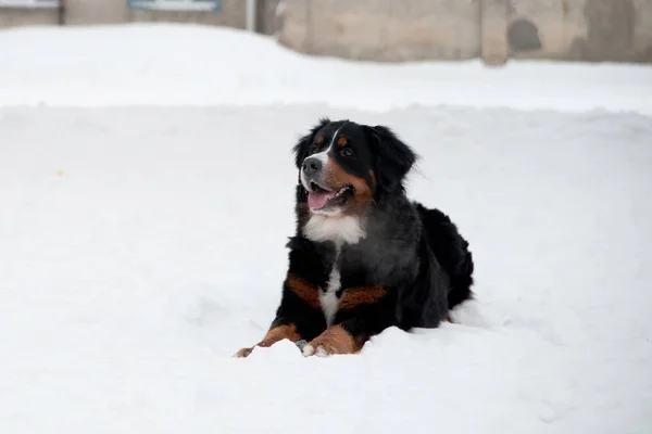 Unge Bernese Mountain Dog leker med en leksak i snön — Stockfoto