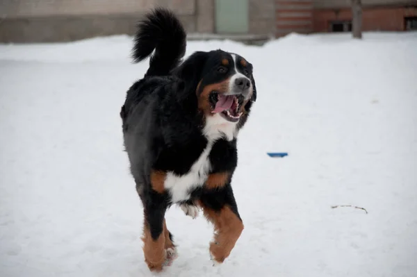 Jovem Bernese Mountain Dog brincando com um brinquedo na neve — Fotografia de Stock