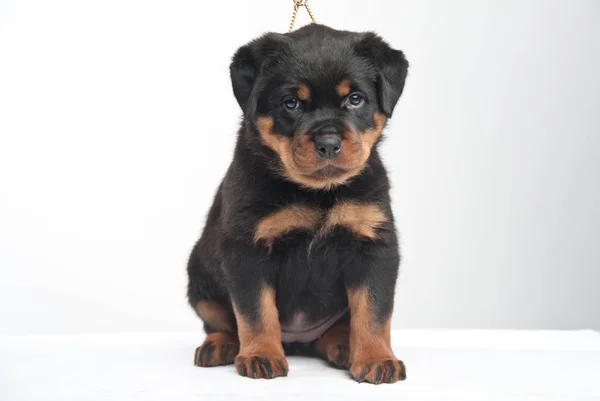 Leuke een rottweiler puppy in een studio op een witte achtergrond — Stockfoto