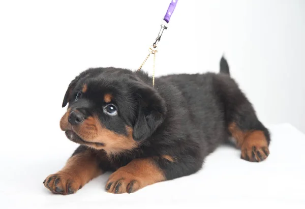 Leuke een rottweiler puppy in een studio op een witte achtergrond — Stockfoto