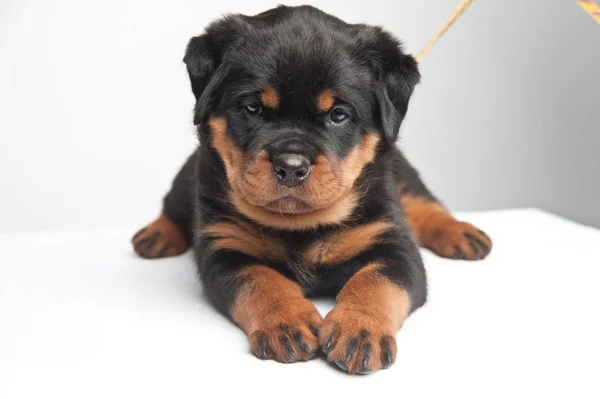 Bonito um cachorro rottweiler em um estúdio em um fundo branco — Fotografia de Stock