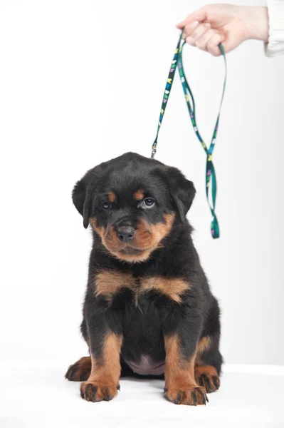 Bonito um cachorro rottweiler em um estúdio em um fundo branco — Fotografia de Stock