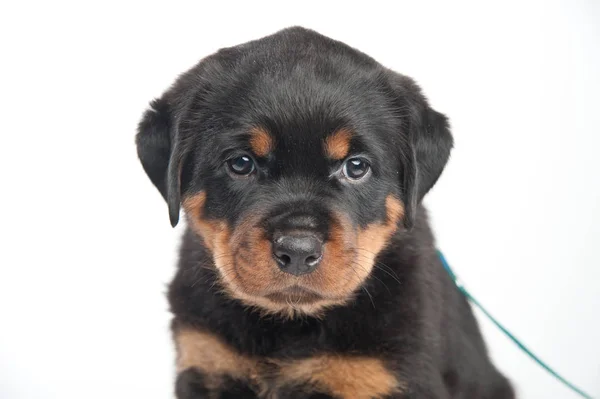 Leuke een rottweiler puppy in een studio op een witte achtergrond — Stockfoto