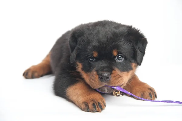 Bonito um cachorro rottweiler em um estúdio em um fundo branco — Fotografia de Stock