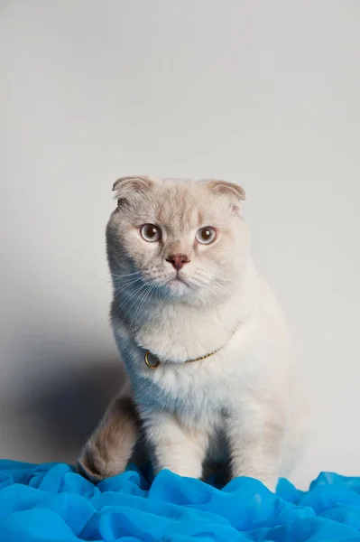 beyaz arkaplanda bej rengi İskoç Katlaması