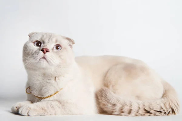 beyaz arkaplanda bej rengi İskoç Katlaması