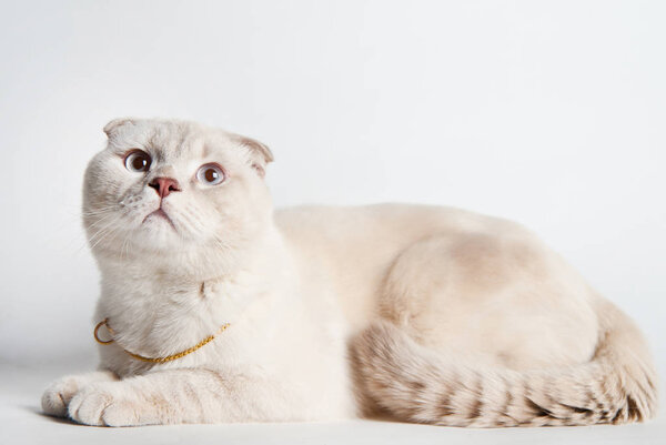 beige Scottish Fold on a white background