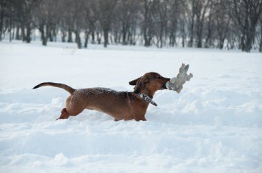 Genç kızıl saçlı dachshund koşar ve parktaki derin karda bir oyuncakla oynar.