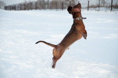 Genç kızıl saçlı dachshund koşar ve parktaki derin karda bir oyuncakla oynar.