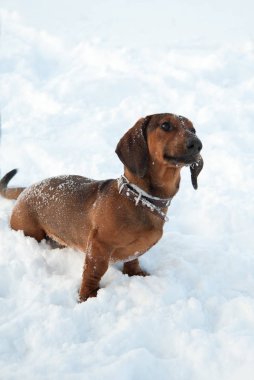 Genç kızıl saçlı dachshund koşar ve parktaki derin karda bir oyuncakla oynar.