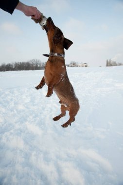 Genç kızıl saçlı dachshund koşar ve parktaki derin karda bir oyuncakla oynar.