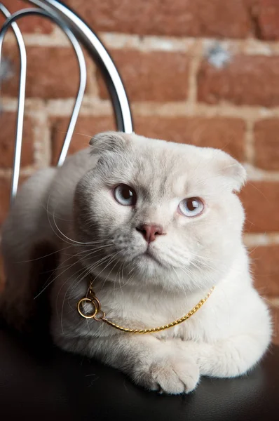 Beige Scottish Fold on the red bricks wall background — стокове фото