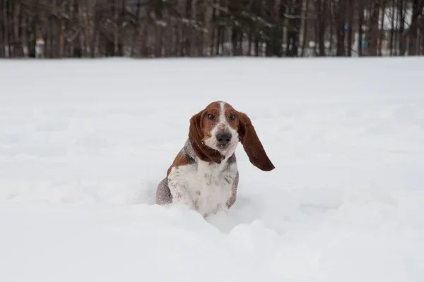 Anjing basset muda lucu berjalan dan bermain di salju dalam — Stok Foto