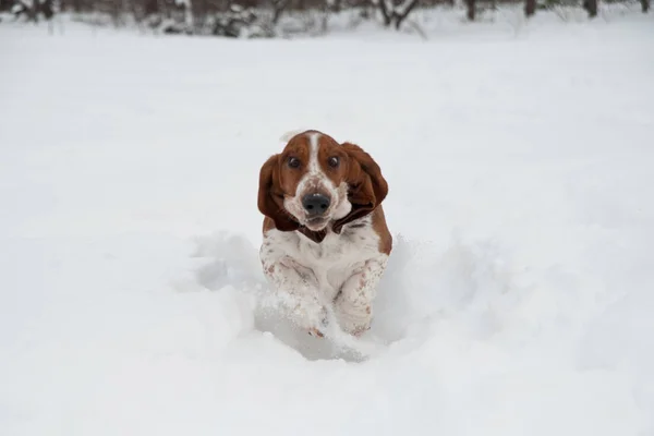 Anjing basset muda lucu berjalan dan bermain di salju dalam — Stok Foto