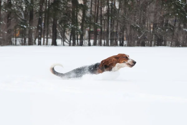Roliga unga baset hund körs och spelar i djup snö — Stockfoto