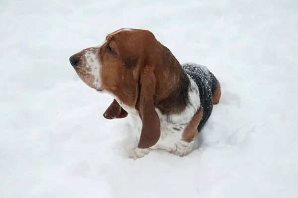 Grappige jonge basset hond loopt en speelt in diepe sneeuw — Stockfoto