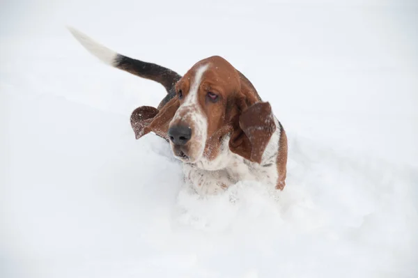 Grappige jonge basset hond loopt en speelt in diepe sneeuw — Stockfoto