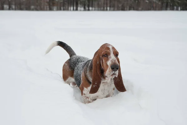 Funny young basset hound runs and plays in deep snow