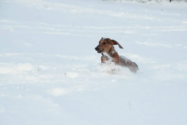 Ung rödhårig tax springer och leker med en leksak i djup snö i en park — Stockfoto