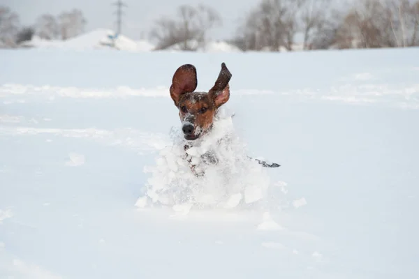 Jonge roodharige teckel rent en speelt met een speeltje in diepe sneeuw in een park — Stockfoto