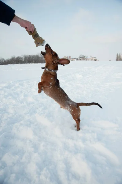 Jonge roodharige teckel rent en speelt met een speeltje in diepe sneeuw in een park — Stockfoto