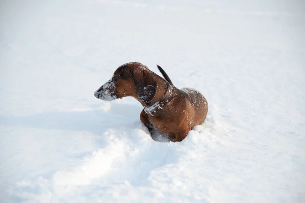 Ung rödhårig tax springer och leker med en leksak i djup snö i en park — Stockfoto