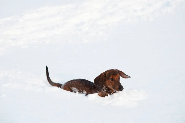 Jonge roodharige teckel rent en speelt met een speeltje in diepe sneeuw in een park — Stockfoto