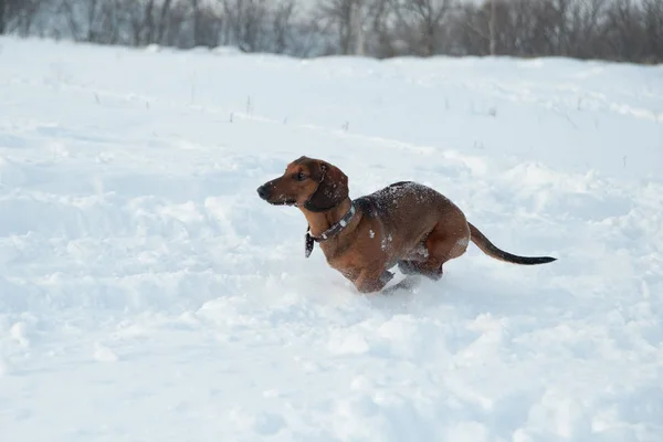 Ung rödhårig tax springer och leker med en leksak i djup snö i en park — Stockfoto