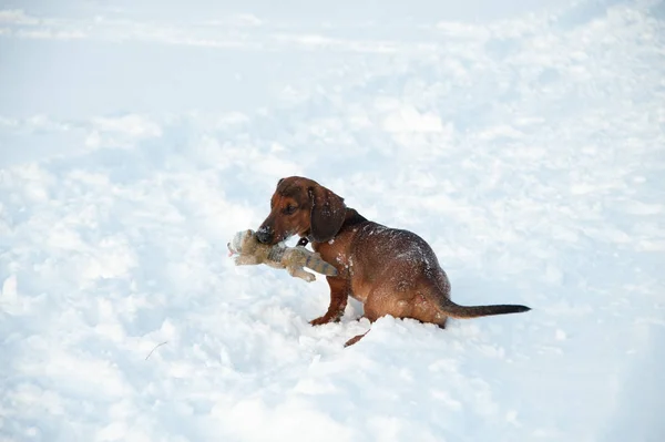 Jonge roodharige teckel rent en speelt met een speeltje in diepe sneeuw in een park — Stockfoto