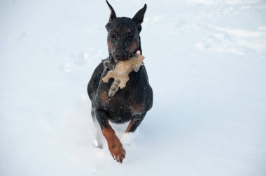 Siyah ve bronz tenli genç doberman, derin bir kardaki oyuncakla oynuyor.