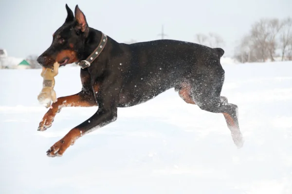 Zwart en bruin jong doberman spelen met een speelgoed in diepe sneeuw in een veld — Stockfoto