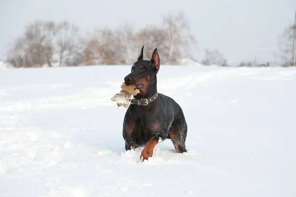 Zwart en bruin jong doberman spelen met een speelgoed in diepe sneeuw in een veld — Stockfoto