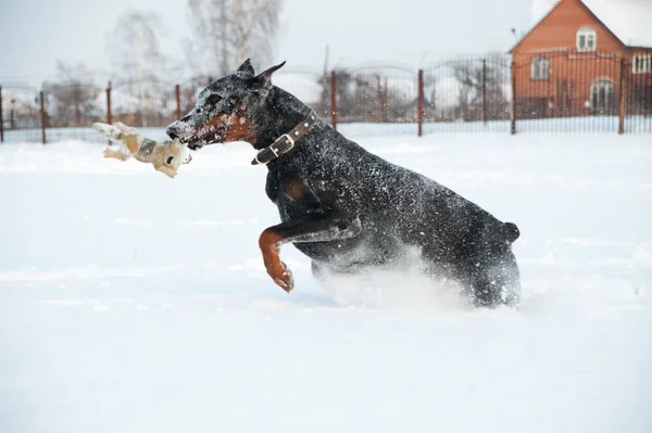 Zwart en bruin jong doberman spelen met een speelgoed in diepe sneeuw in een veld — Stockfoto