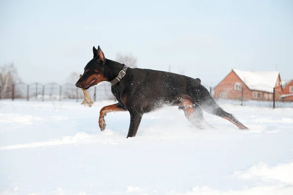 Zwart en bruin jong doberman spelen met een speelgoed in diepe sneeuw in een veld — Stockfoto