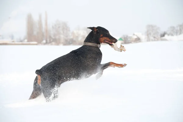 Černopálení mladý doberman hrát s hračkou v hlubokém sněhu na poli — Stock fotografie